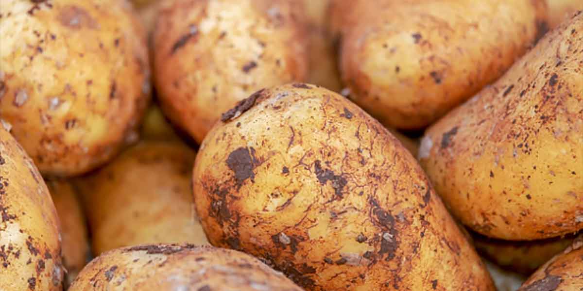 Produrre caseina dalle patate? è possibile grazie all'agricoltura molecolare